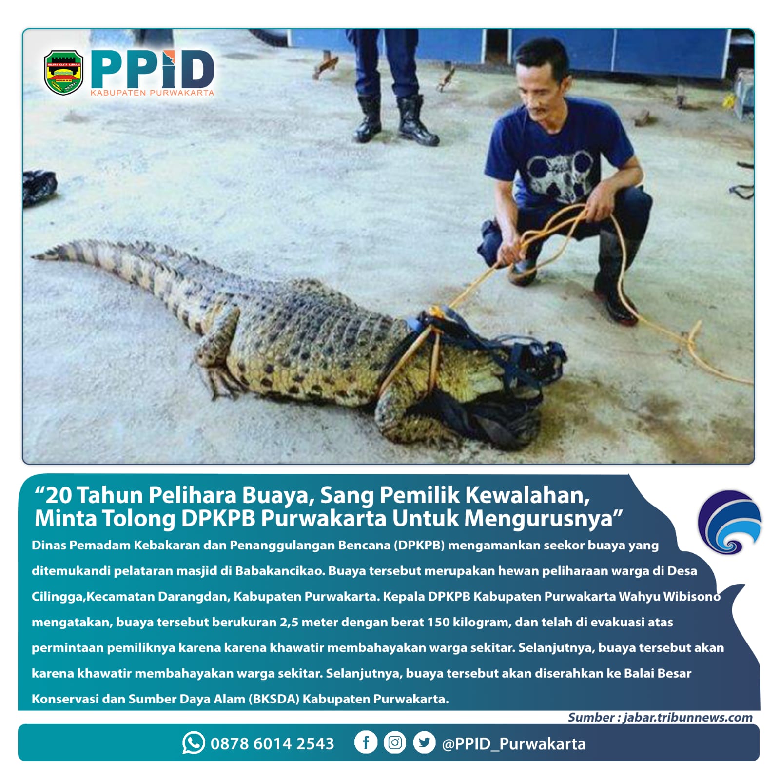 20 Tahun pelihara Buaya,Sang Pemilik Kewalahan,Minta Tolong DPKPB Purwakarta Unt